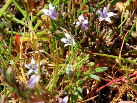 Image of Wimmerella secunda (L. fil.) Serra, M. B. Crespo & Lammers