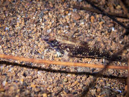 Image of Bigmouth Goby