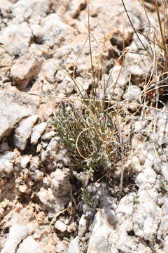 Image of glandleaf milkwort