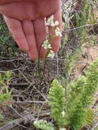 Image of Disperis circumflexa subsp. aemula (Schltr.) J. C. Manning