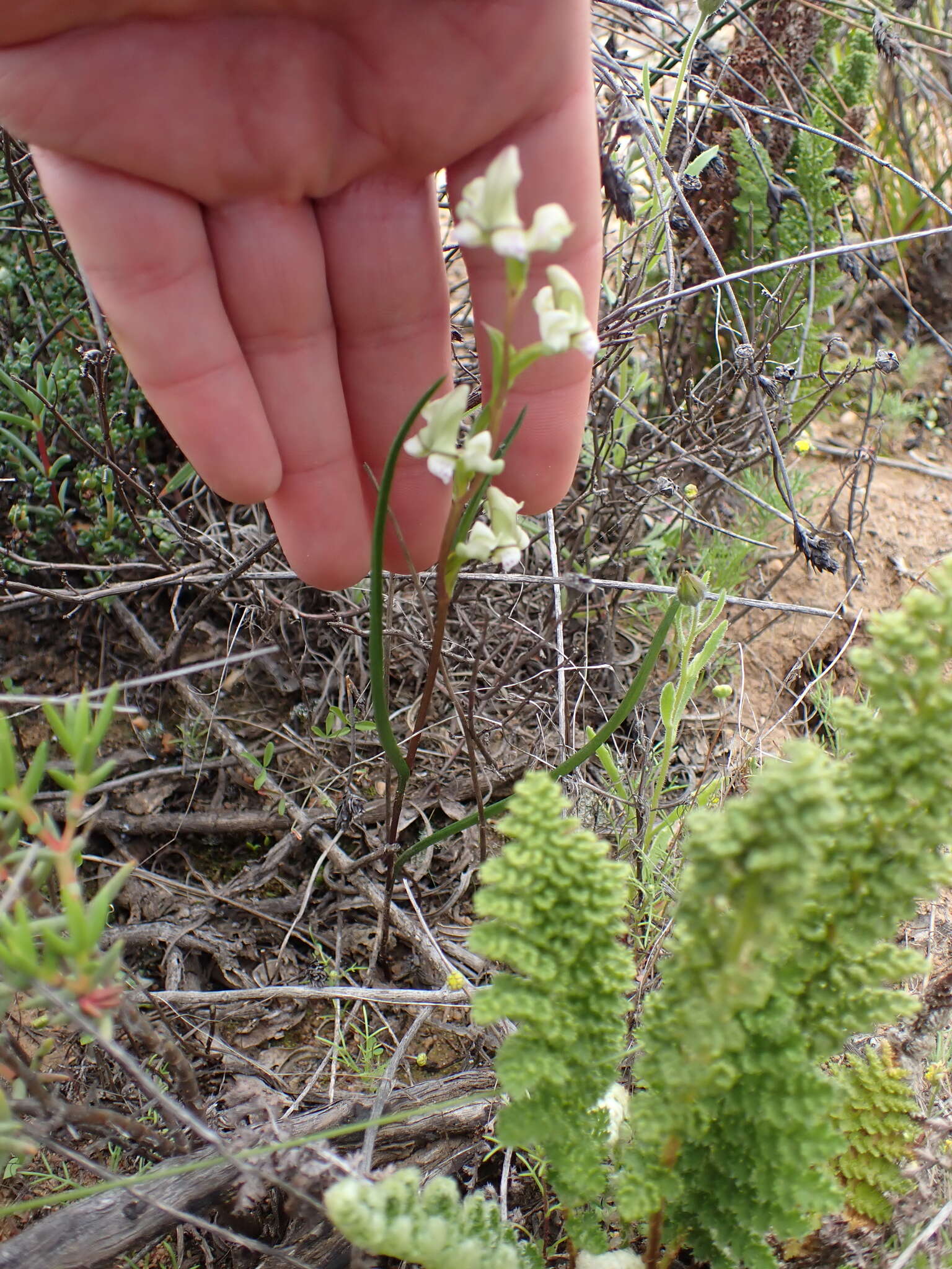 Image of Disperis circumflexa subsp. aemula (Schltr.) J. C. Manning