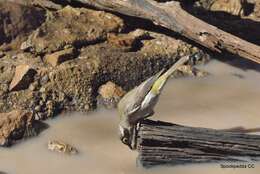 Image of Brown-headed Honeyeater