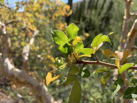 Image of fragrant bursera