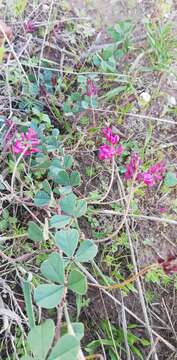 Plancia ëd Indigofera discolor Rydb.