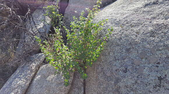 Image of whiteflower currant