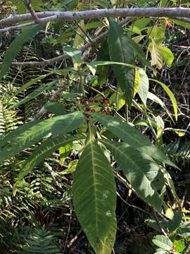 صورة Psychotria tenuifolia Sw.