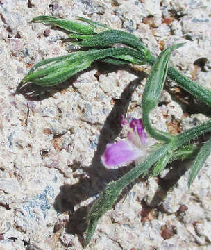 صورة Dicliptera paniculata (Forssk.) I. Darbysh.