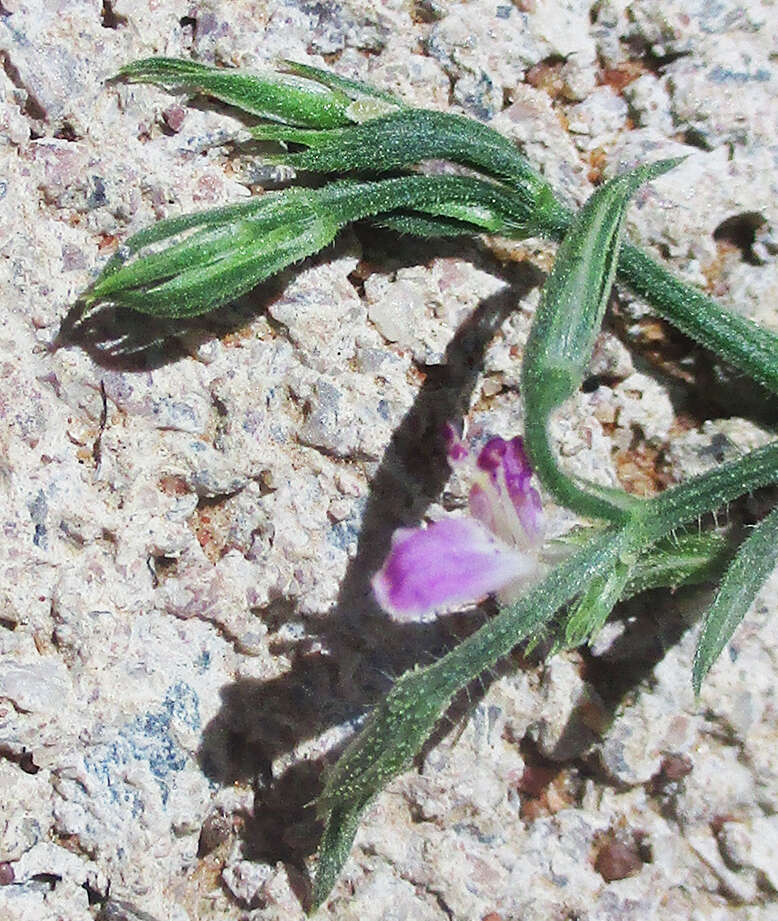 Imagem de Dicliptera paniculata (Forssk.) I. Darbysh.