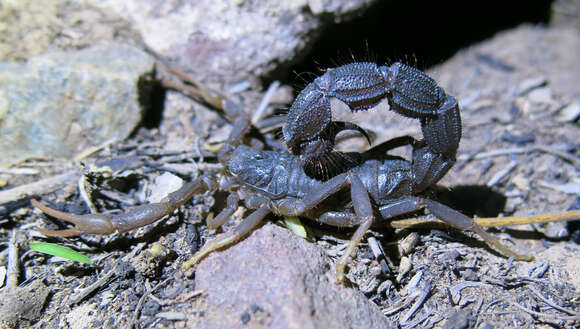 Image of Transvaal Thicktail scorpion