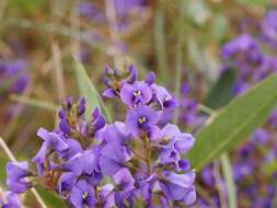 Hardenbergia violacea (Schneev.) Stearn resmi