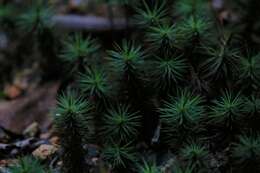 Image of Dawsonia polytrichoides R. Brown 1811