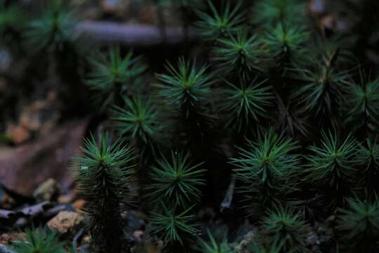 Image of Dawsonia polytrichoides R. Brown 1811