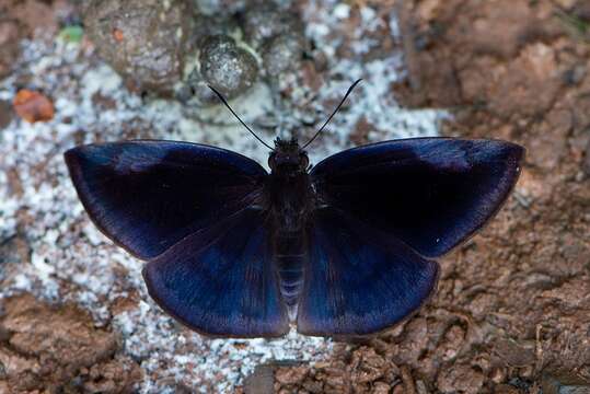 Anastrus obscurus Hübner 1824 resmi