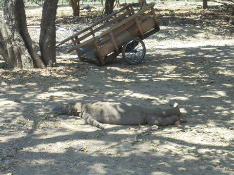 Image of Komodo Dragon