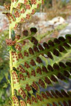 Image of Anderson's hollyfern