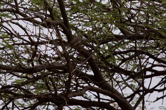 Image of Five-striped Sparrow