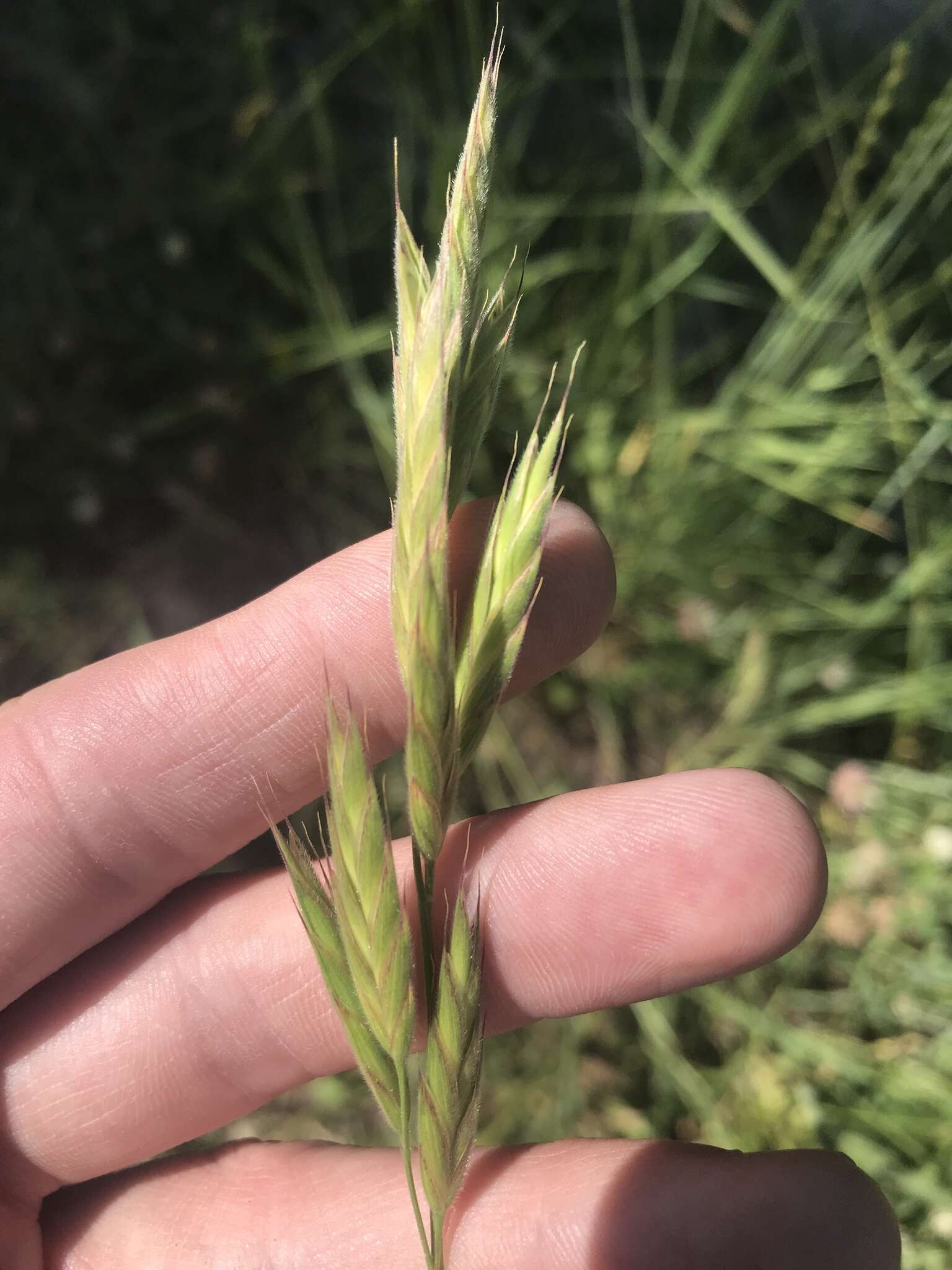 Plancia ëd Bromus porteri (Coult.) Nash