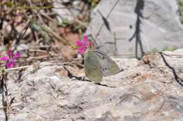 Image of Colias aurorina Herrich-Schäffer (1850)