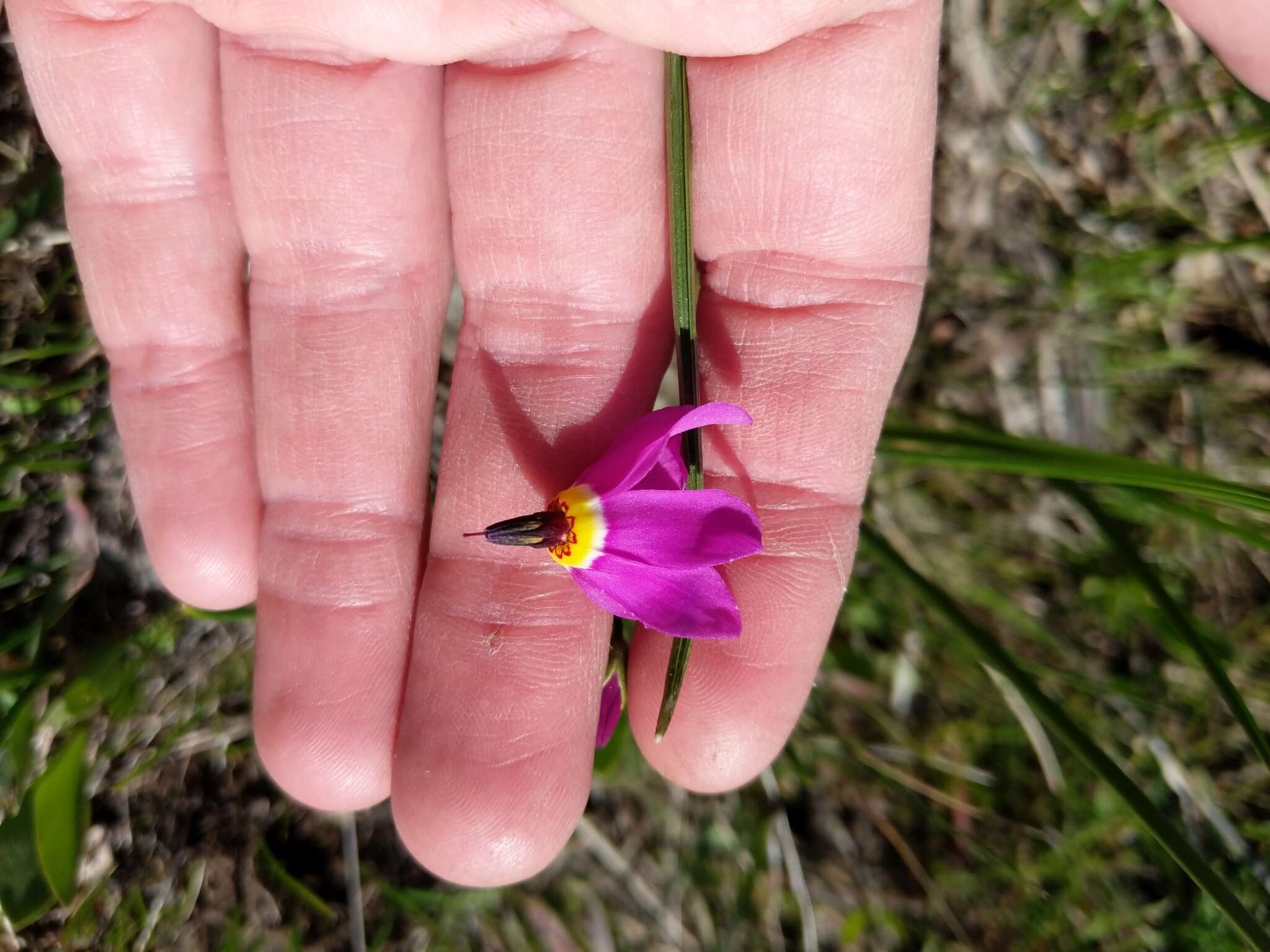 Image of poet's shootingstar