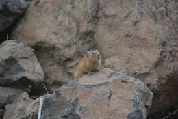 Image of Northern Pika