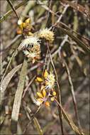 Image of Green mallee