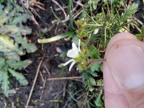 Image of Saxifraga carpetana Boiss. & Reuter