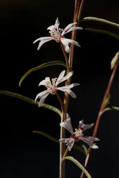 Image de Clarkia xantiana subsp. parviflora (Eastwood) H. Lewis & P. H. Raven