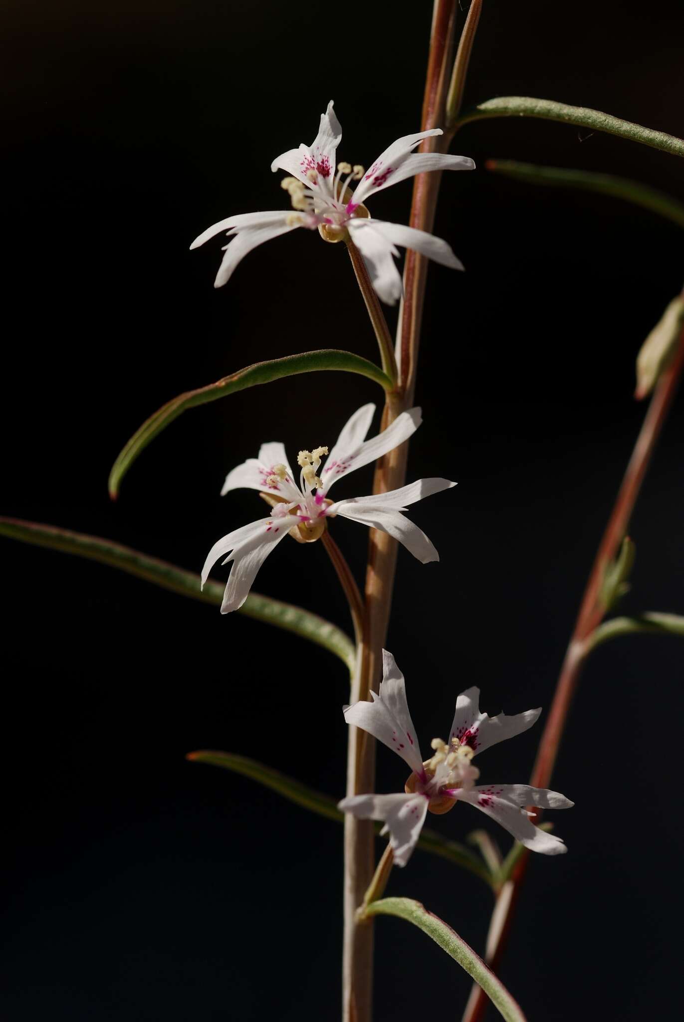 Image de Clarkia xantiana subsp. parviflora (Eastwood) H. Lewis & P. H. Raven