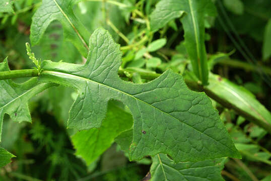 Image of Lactuca raddeana Maxim.