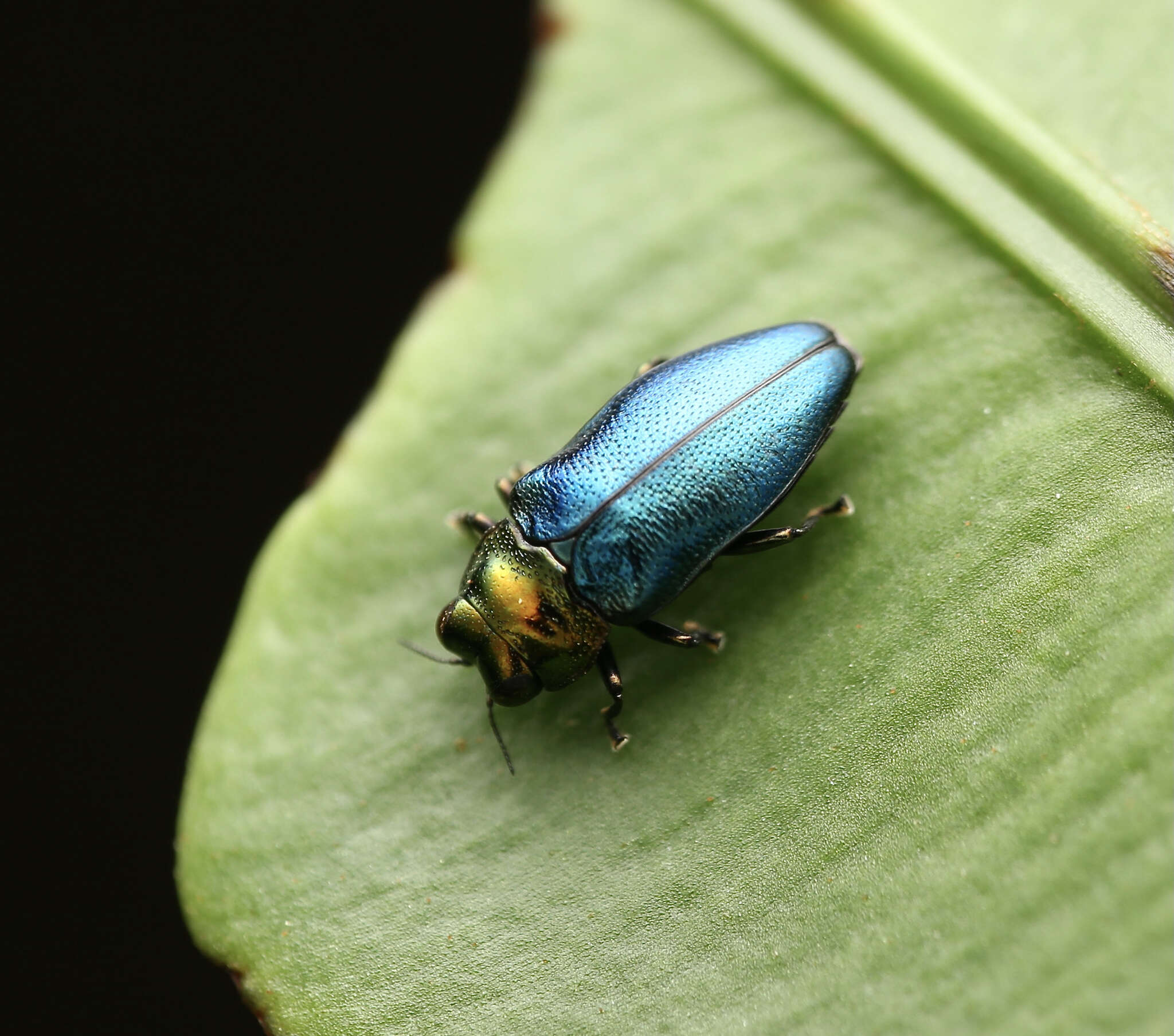 Image de Endelus cupido Deyrolle 1864