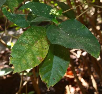 Image of Blachia umbellata (Willd.) Baill.