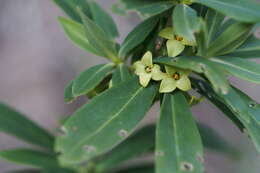 Image of Daphne pseudomezereum A. Gray