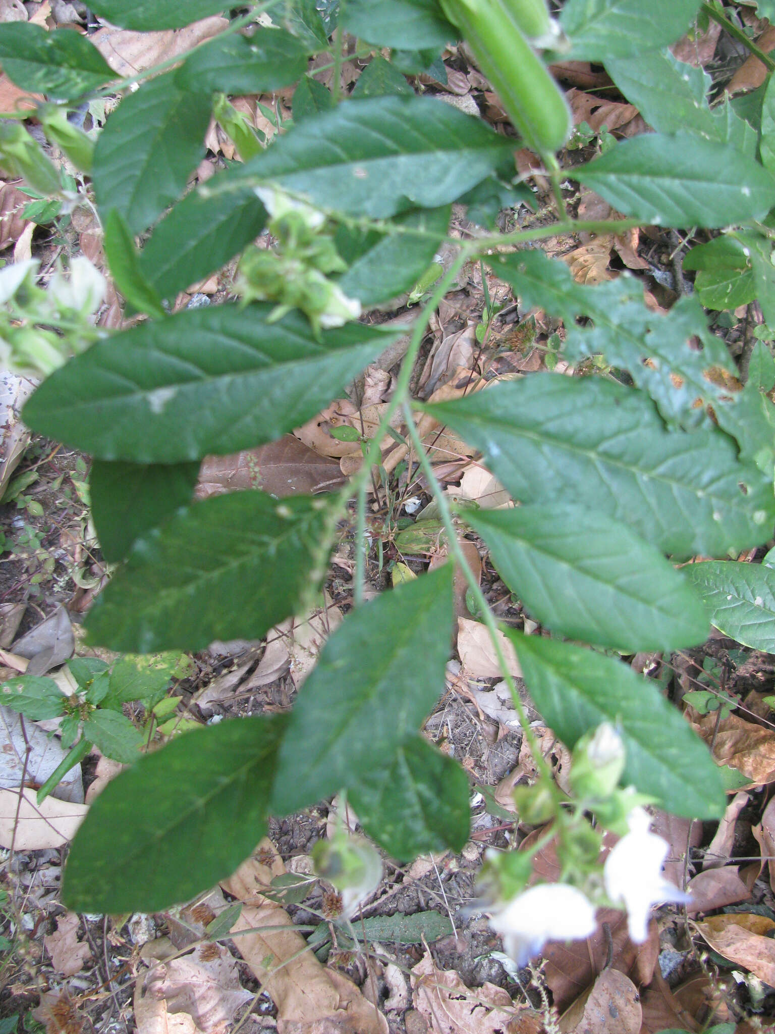 صورة Crotalaria heyneana Wight & Arn.