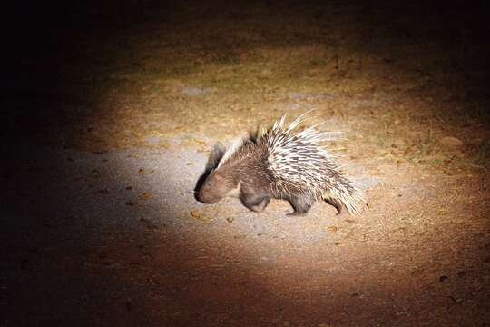 Hystrix subgen. Acanthion F. Cuvier 1823 resmi