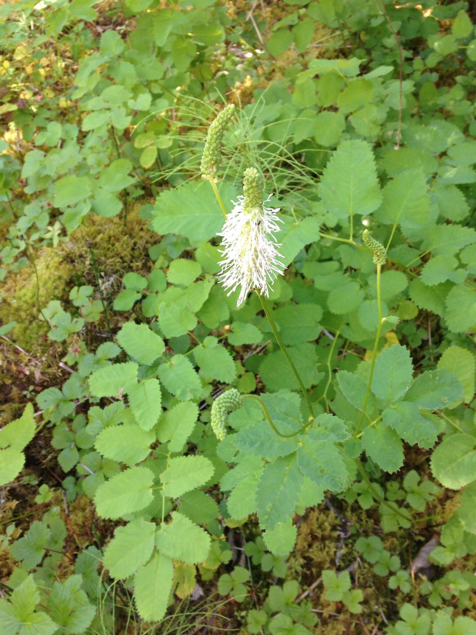 Image of Canadian burnet