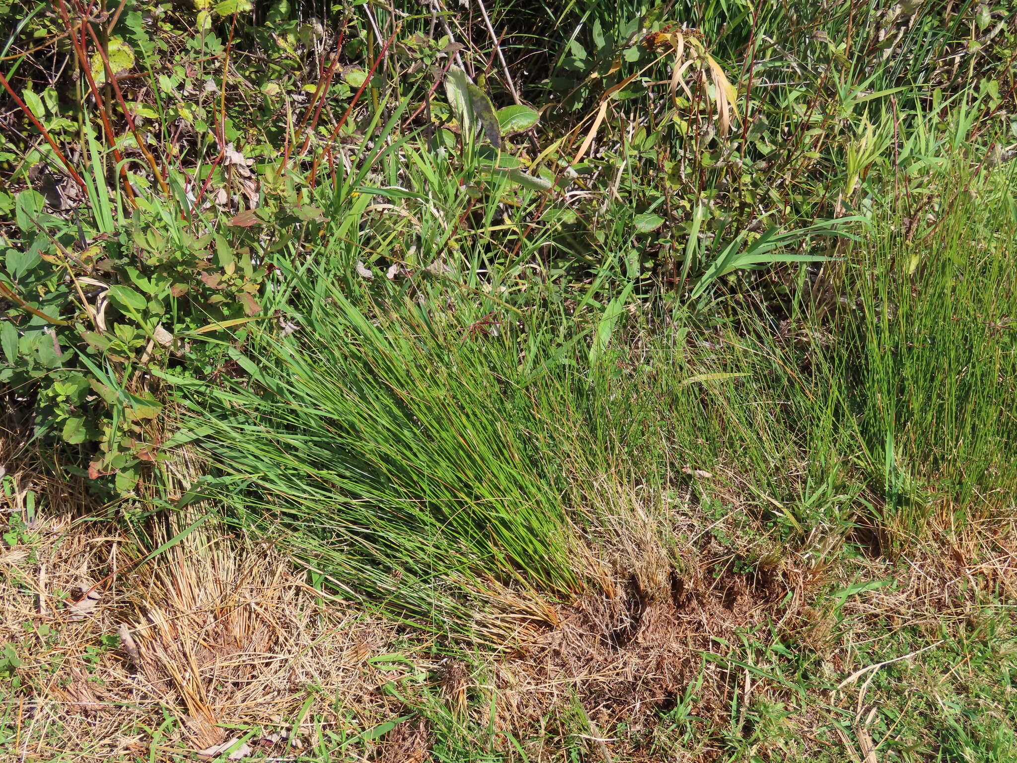 Image of Juncus hesperius (Piper) Lint