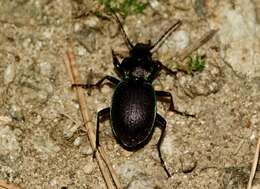 Carabus (Oreocarabus) guadarramus La Ferté-Sénectère 1847 resmi