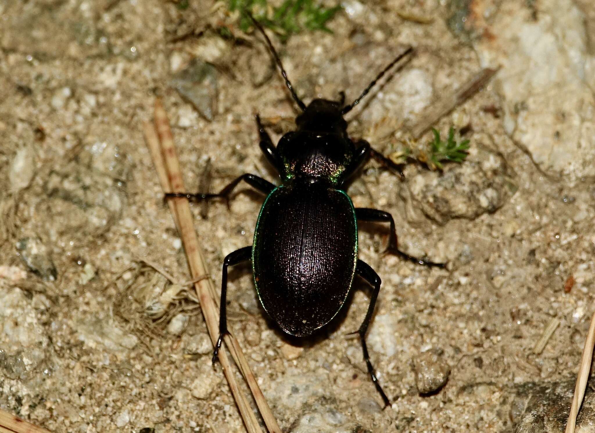 Carabus (Oreocarabus) guadarramus La Ferté-Sénectère 1847 resmi