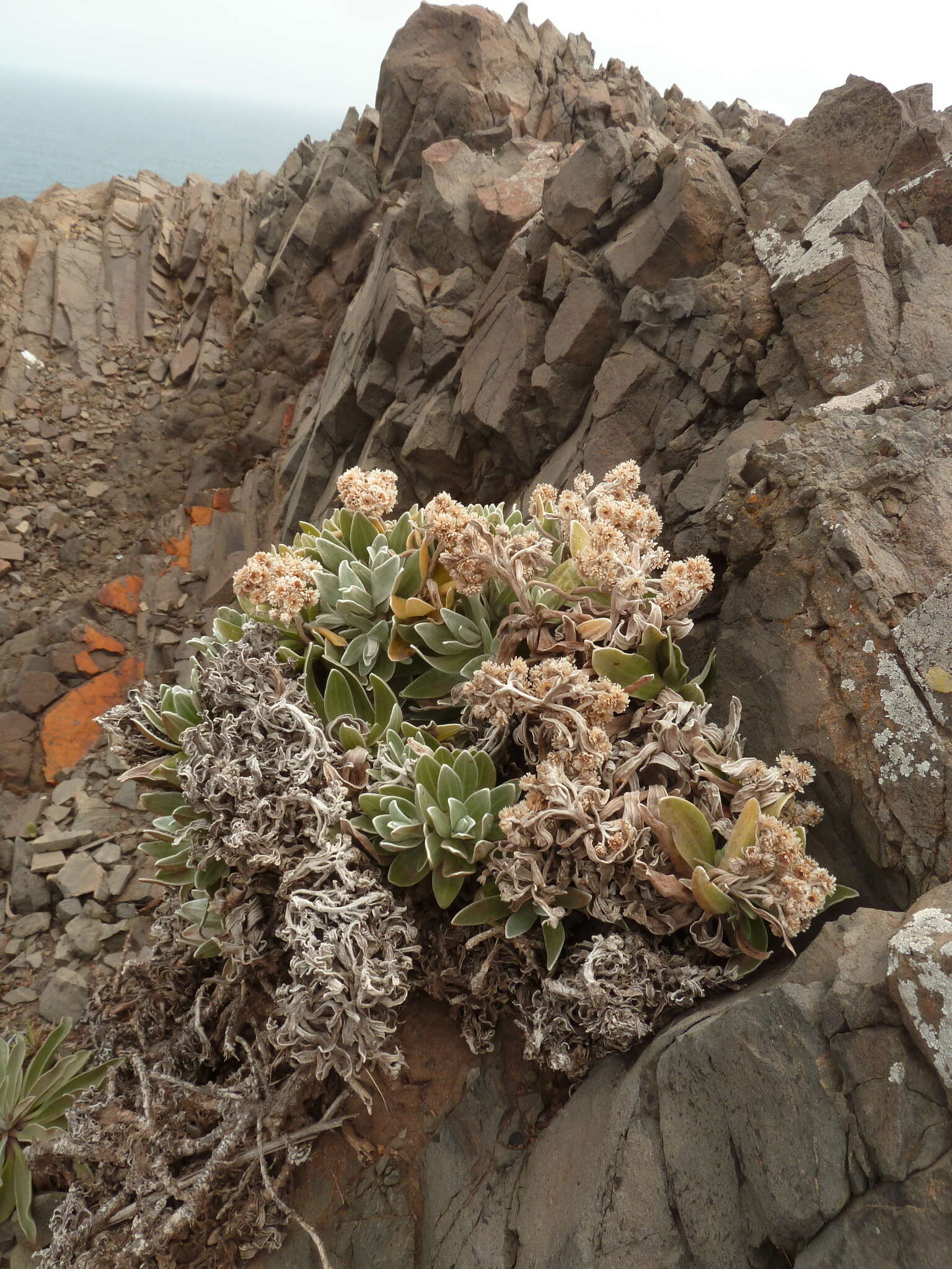 Image of Helichrysum devium J. Y. Johnson