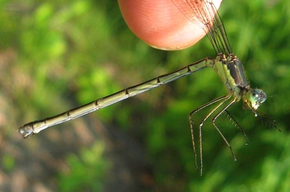 Imagem de Lestes inaequalis Walsh 1862