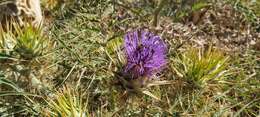 Слика од Cynara cardunculus subsp. cardunculus