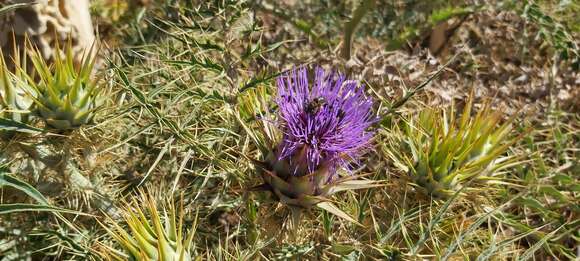 Image of Cynara cardunculus subsp. cardunculus