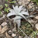 صورة Dyckia braunii Rauh