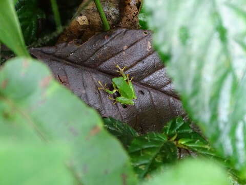 Image of Pristimantis ganonotus (Duellman & Lynch 1988)