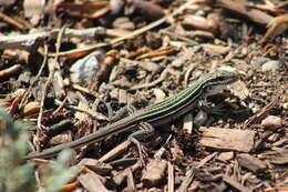 Image of New Mexico whiptail