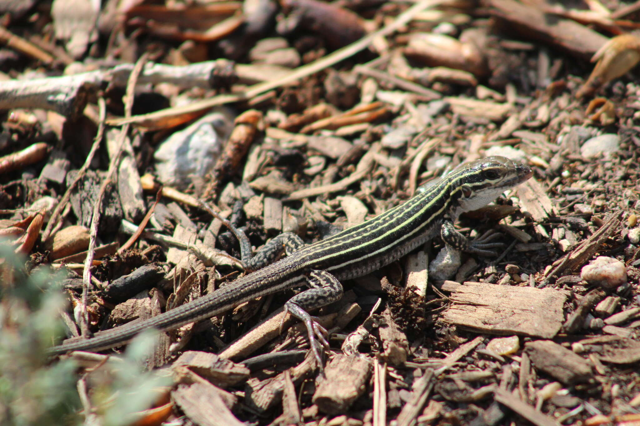 Plancia ëd Aspidoscelis neomexicanus (Lowe & Zweifel 1952)