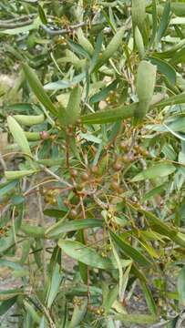 Image of Schefflera bojeri (Seem.) R. Vig.