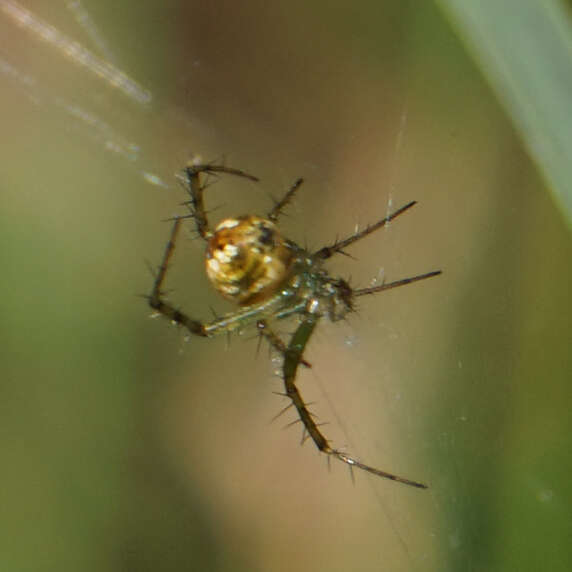 Sivun Mangora spiculata (Hentz 1847) kuva