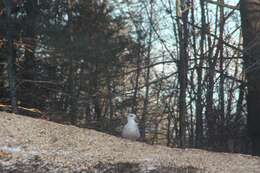 Image of Iceland Gull