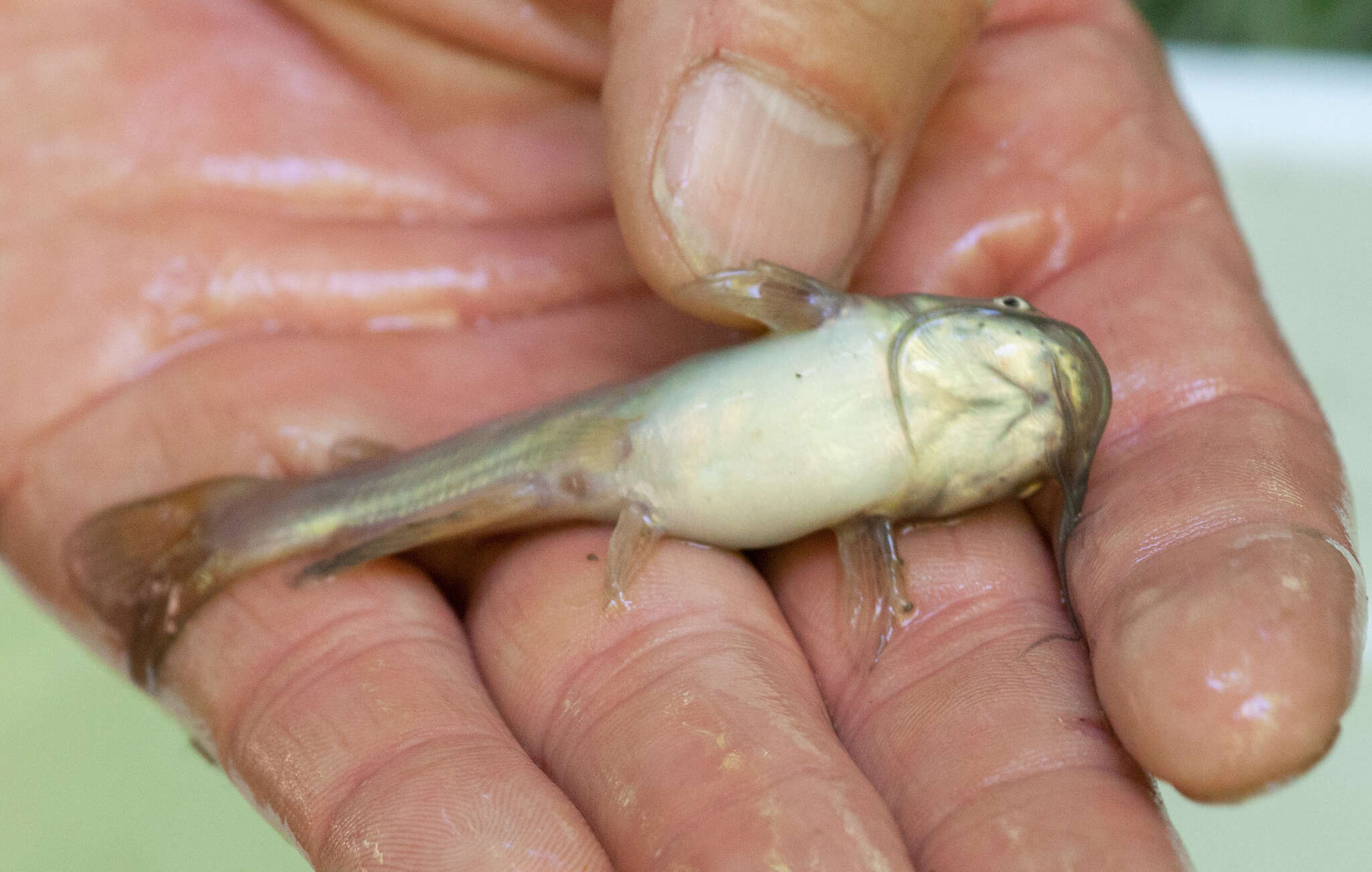 Image of Black Bullhead